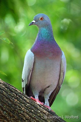 Posing Pigeon_54124.jpg - Rock Dove (Columba livia) photographed at Ottawa, Ontario, Canada.